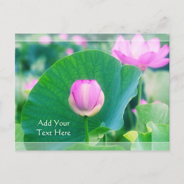 Beautiful Pink Lotus Bud Flower Green Leaf Blossom Postcard (Front)