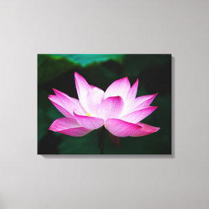 Beautiful Pink Lotus Flower Bloom Canvas Print