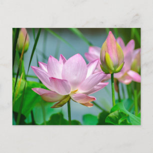 Beautiful Pink Lotus Flowers Postcard