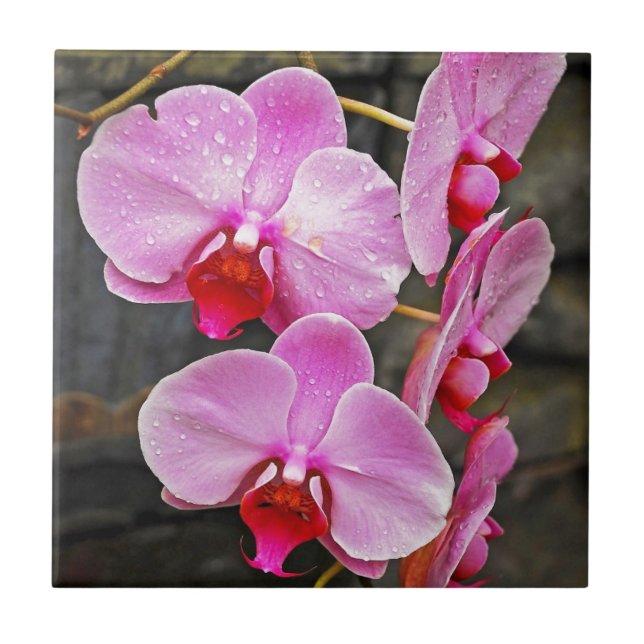 Beautiful pink moth orchids tile (Front)