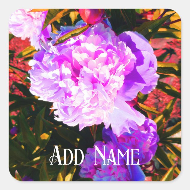 Beautiful Pink Peonies Square Sticker (Front)