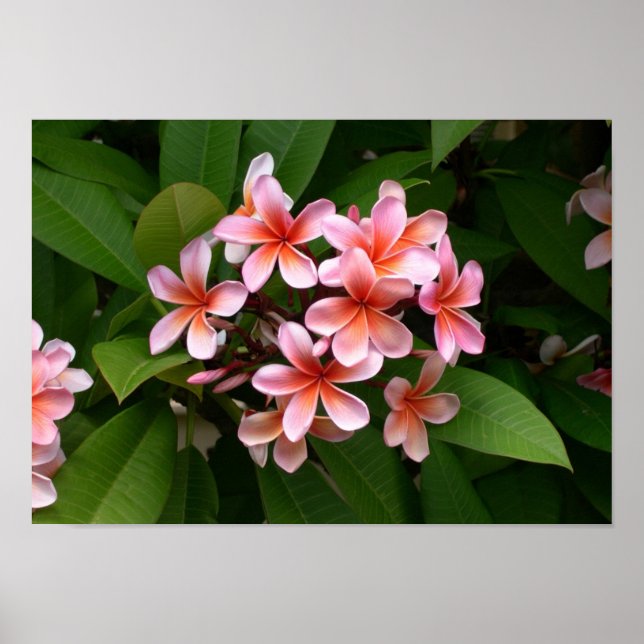 Beautiful pink Plumeria flower Poster (Front)