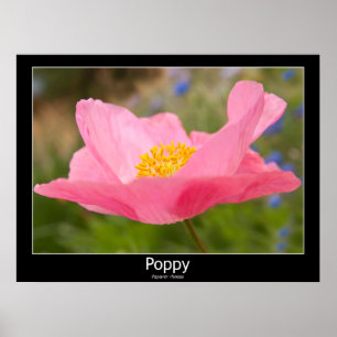 Beautiful Pink Poppy Close-Up Photograph Poster