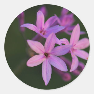 Beautiful Pink Purple Flowers Sticker
