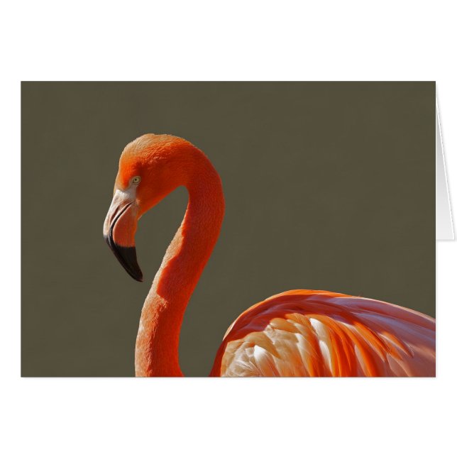 Beautiful pink-red flamingo bird (Front Horizontal)