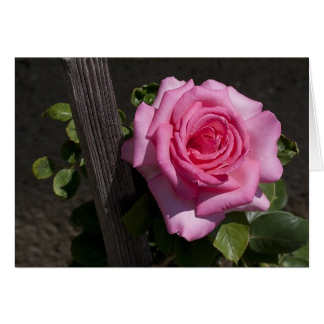 Beautiful Pink Rose (Front Horizontal)