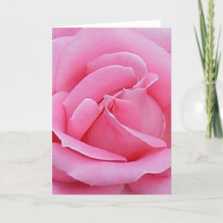 beautiful pink rose card