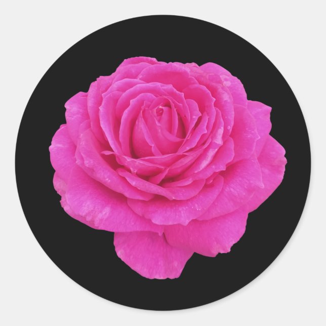Beautiful pink rose    classic round sticker (Front)