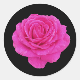 Beautiful pink rose    classic round sticker