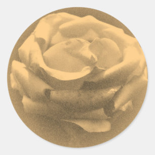 Beautiful Pink Rose Close-up Old Photo Classic Round Sticker