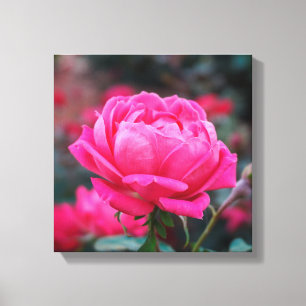 Beautiful Pink Rose Flower Canvas Print