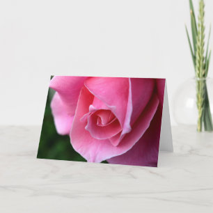 Beautiful Pink Rose Greeting Card