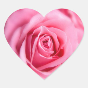 Beautiful Pink Rose Heart Sticker