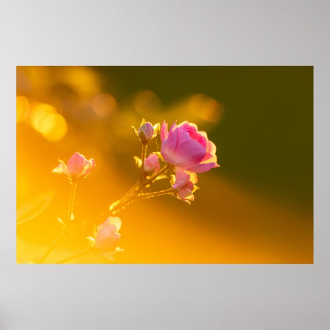 Beautiful pink rose in sunset romance poster (Front)