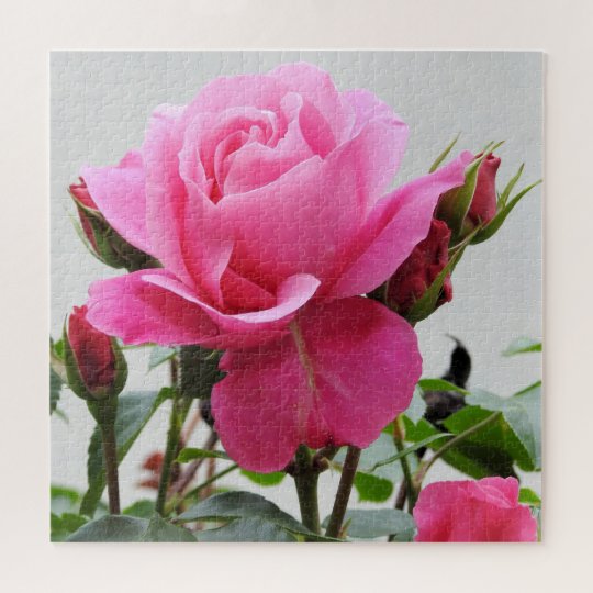 Beautiful Pink Rose Jigsaw Puzzle Zazzle.co.uk