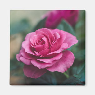 Beautiful Pink Rose Magnet