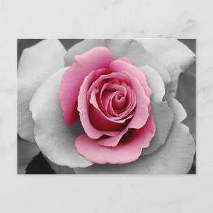 Beautiful pink rose petals print postcard