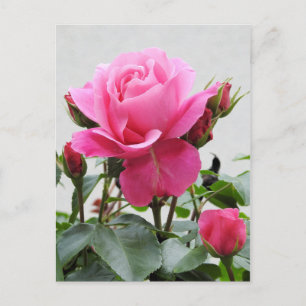 Beautiful Pink Rose Postcard
