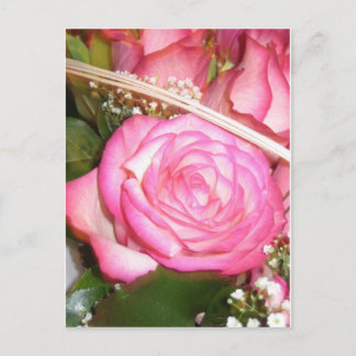 Beautiful pink rose postcard