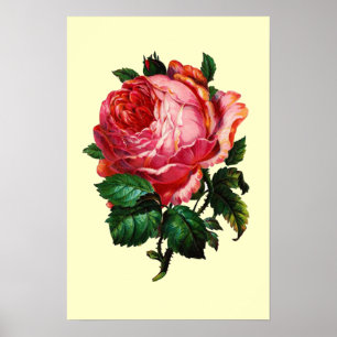 BEAUTIFUL PINK ROSE POSTER