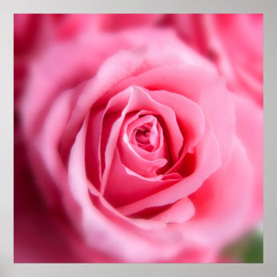 Beautiful Pink Rose Poster