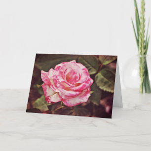 Beautiful Pink Rose Scripture Card Psalm 102:26