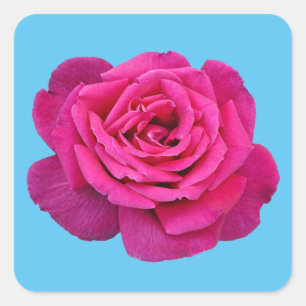 Beautiful pink rose square sticker