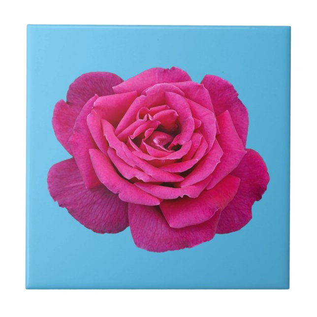 Beautiful pink rose tile (Front)
