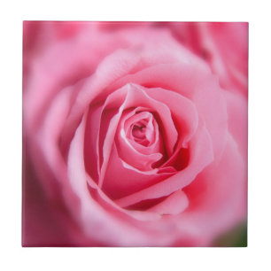 Beautiful Pink Rose Tile