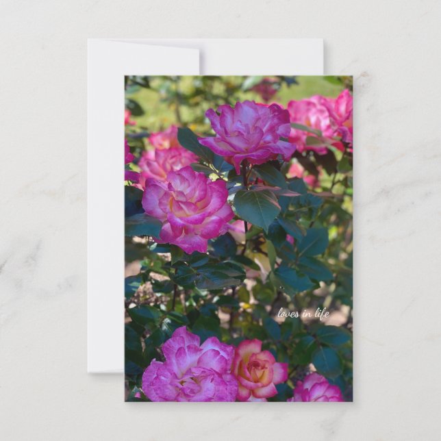 Beautiful Pink Roses  Card (Front)