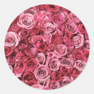 Beautiful Pink Roses Classic Round Sticker