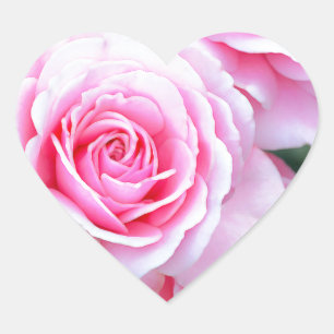 Beautiful pink roses heart sticker