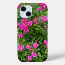 Beautiful Pink Roses in Bloom iPhone Case