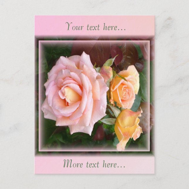 Beautiful Pink Roses Postcard (Front)
