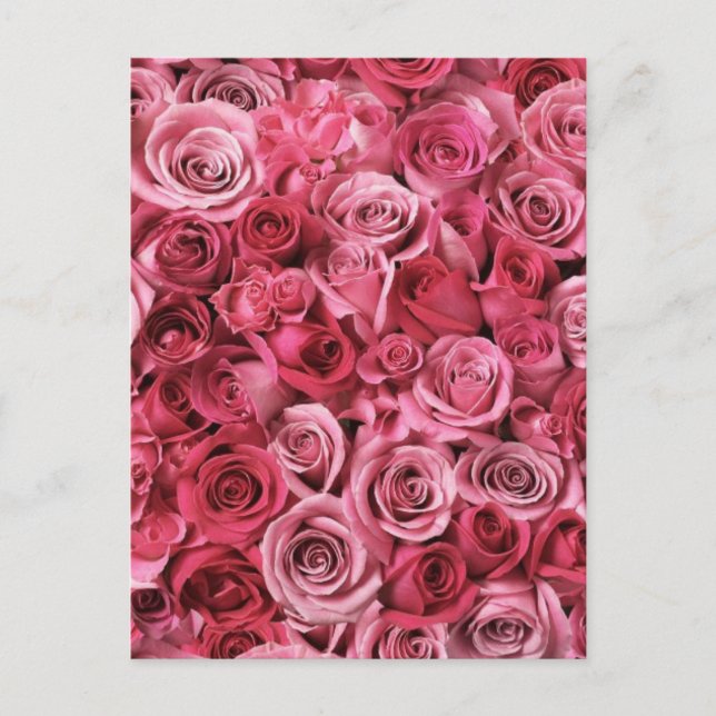 Beautiful Pink Roses Postcard (Front)