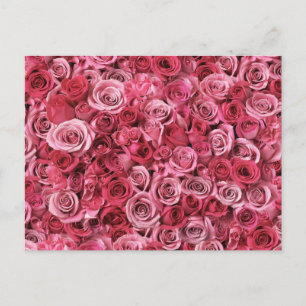 Beautiful Pink Roses Postcard