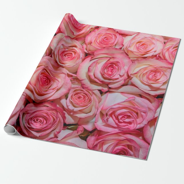 Beautiful pink roses wrapping paper (Unrolled)