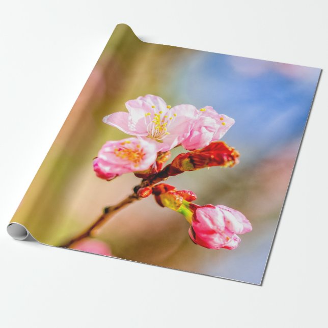 Beautiful Pink Sakura Flowers On A Sunny Day Wrapping Paper (Unrolled)