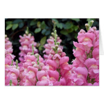 Beautiful Pink Snapdragons Floral Photo