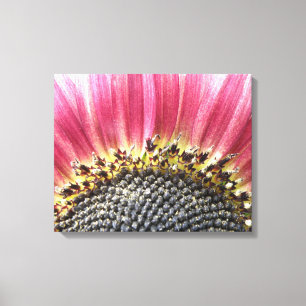Beautiful Pink Sunflower Canvas Print
