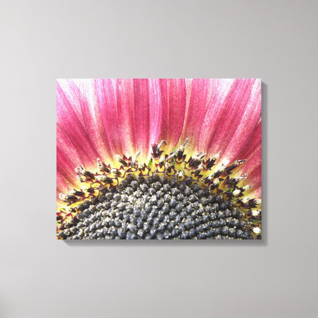 Beautiful Pink Sunflower Canvas Print (Front)