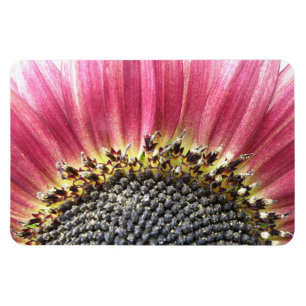 Beautiful Pink Sunflower Premium Magnet