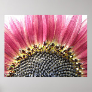 Beautiful Pink Sunflower Print