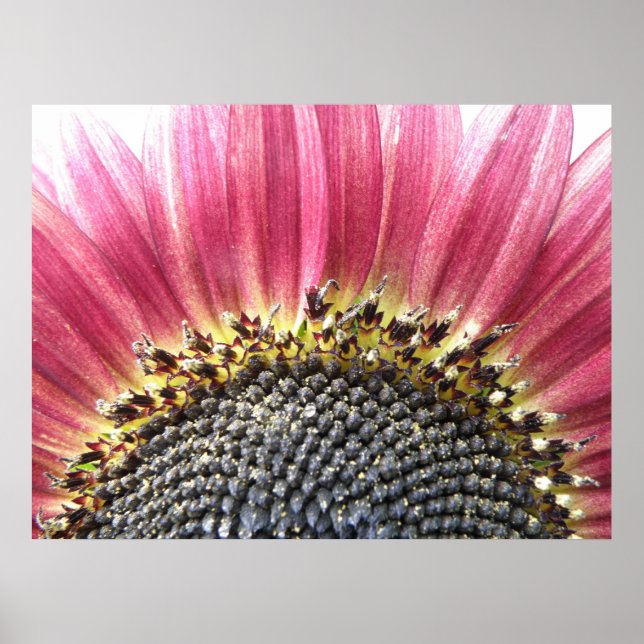 Beautiful Pink Sunflower Print (Front)