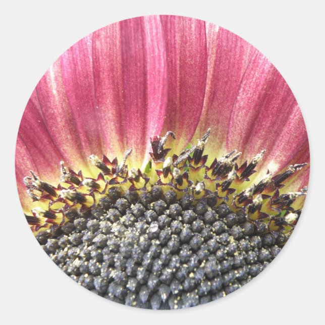 Beautiful Pink Sunflower Stickers (Front)