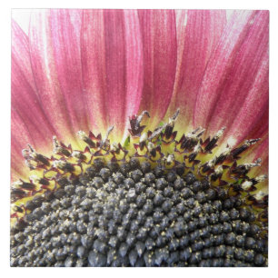 Beautiful Pink Sunflower Tile