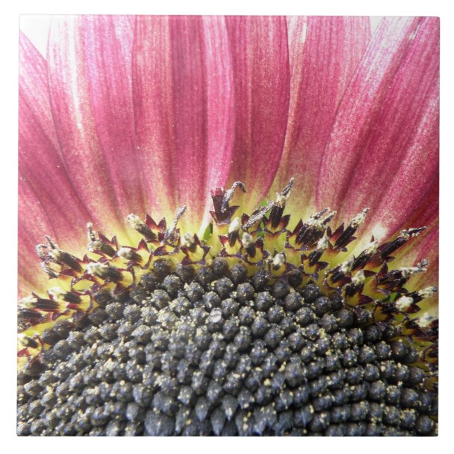 Beautiful Pink Sunflower Tile (Front)