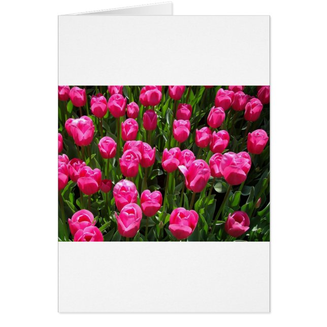 BEAUTIFUL PINK TULIPS (Front)