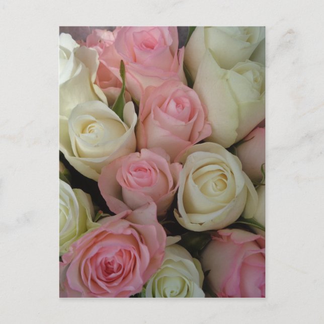 Beautiful Pink White Roses Flower Bouquet Postcard (Front)