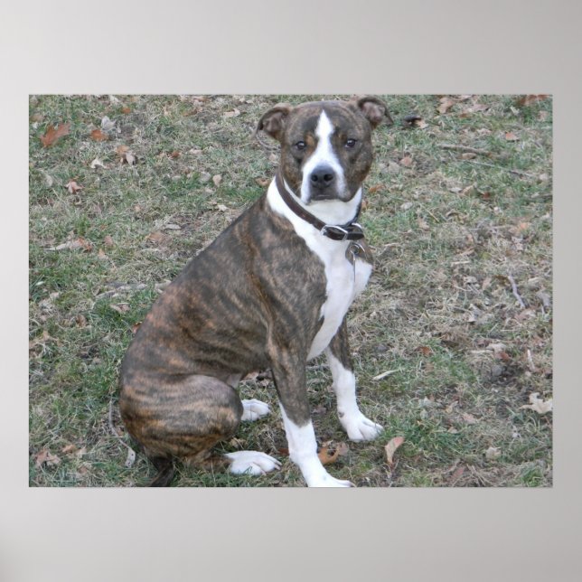 Beautiful pitbull boxer mixed breed mutt poster (Front)